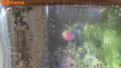 邪斑鱼卵