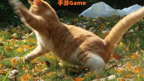 猫扑视频