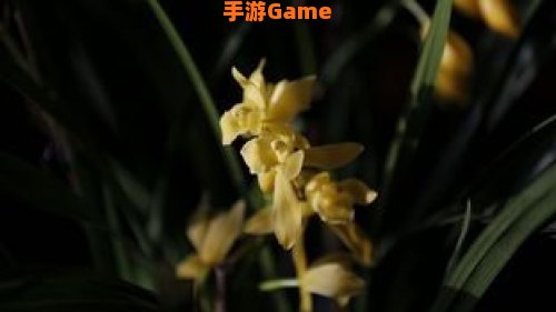 空谷幽兰 下载