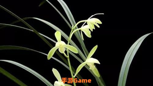 空谷幽兰 下载