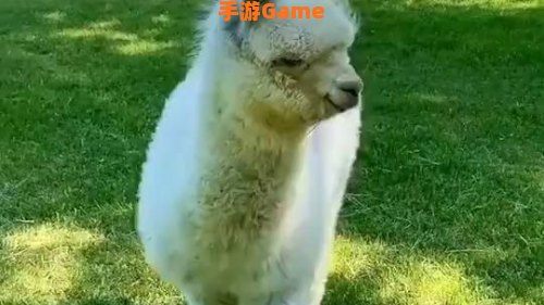 羊驼是羊还是驼