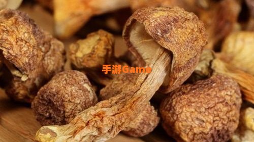 姬松茸原产于中国对吗